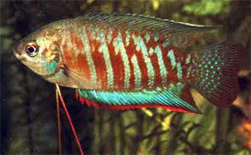 Trichogaster fasciata Trichogaster fasciata Banded gourami Tropical Fish Diszhalinfo