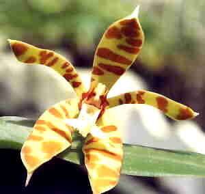 Trichoglottis Another TrichoglottisActually there are 30 odd species in the genus