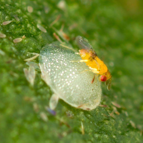 Trichogramma Moth Egg Parasite Trichogramma Wasp Planet Natural