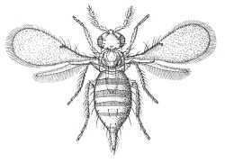 Trichogrammatidae Chalcidoidea