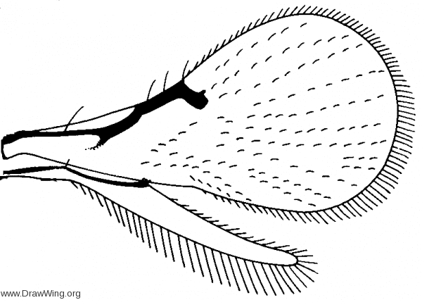 Trichogrammatidae Trichogrammatidae wings DrawWing