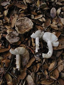 Tricholoma argyraceum httpsuploadwikimediaorgwikipediacommonsthu