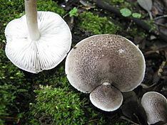 Tricholoma atrosquamosum httpsuploadwikimediaorgwikipediacommonsthu