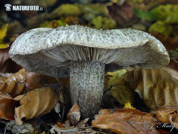 Tricholoma atrosquamosum Knight Tricholoma atrosquamosum var squarrulosum Mushroom