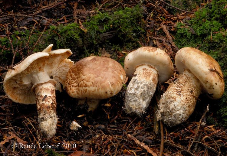 Tricholoma caligatum Tricholoma caligatum Tricholome gutr HRL0597 Rene Lebeuf