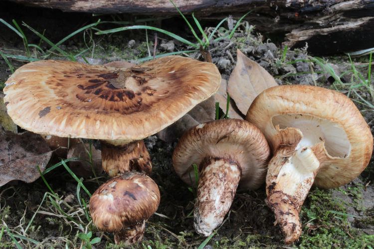 Tricholoma caligatum Tricholoma caligatum Tricholome guetre Qubec Canada Fo Flickr