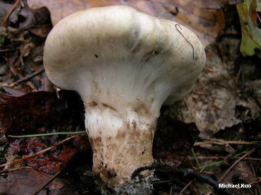 Tricholoma caligatum Tricholoma caligatum MushroomExpertCom