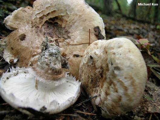 Tricholoma caligatum Tricholoma caligatum MushroomExpertCom