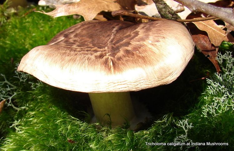 Tricholoma caligatum Tricholoma caligatum at Indiana Mushrooms
