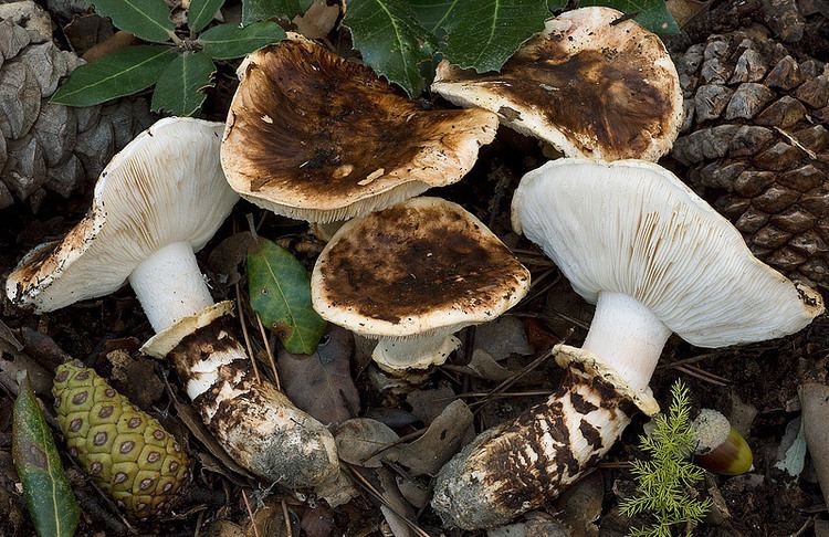 Tricholoma caligatum Fungal Forum View topic Lets talk Mats