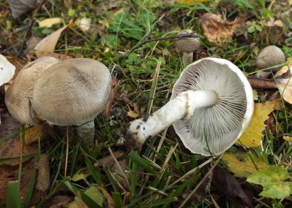 Tricholoma cingulatum Tricholoma cingulatum Girdled Knight mushroom