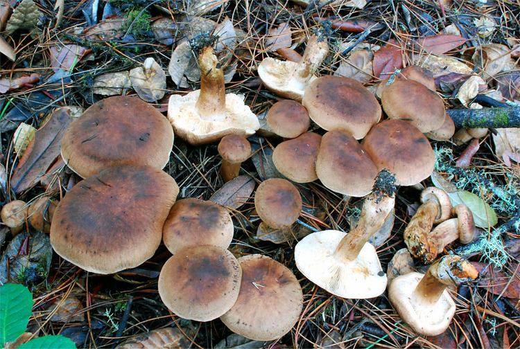 Tricholoma imbricatum California Fungi Tricholoma imbricatum