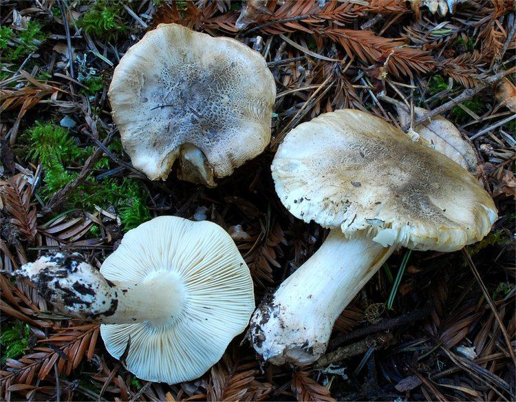 Tricholoma pardinum Tricholoma pardinum Qul