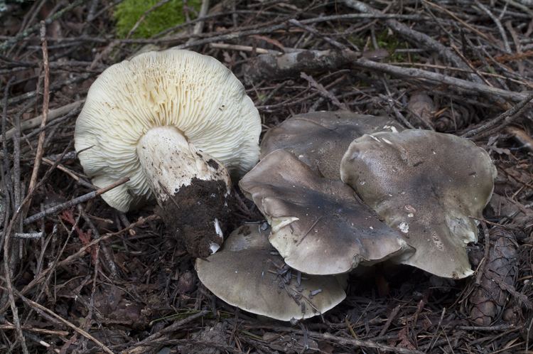 Tricholoma saponaceum Tricholoma saponaceum Checklist View