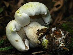 Tricholoma sulphurescens httpsuploadwikimediaorgwikipediacommonsthu