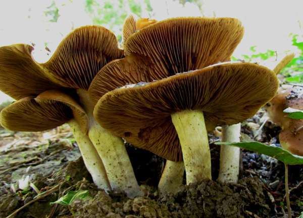 Tricholoma sulphureum Tricholoma sulphureum Sulphur Knight mushroom