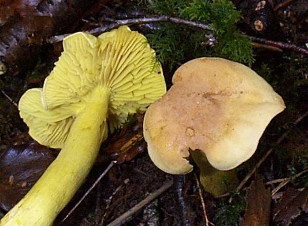 Tricholoma sulphureum Tricholoma sulphureum Sulphur Knight mushroom