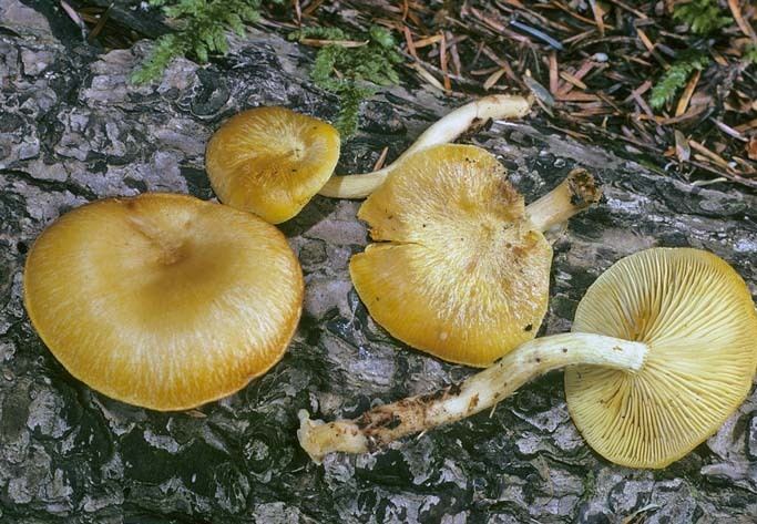 Tricholomopsis TRICHOLOMOPSIS in the Pacific Northwest