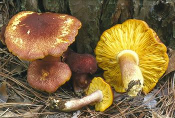 Tricholomopsis Tricholomopsis rutilans