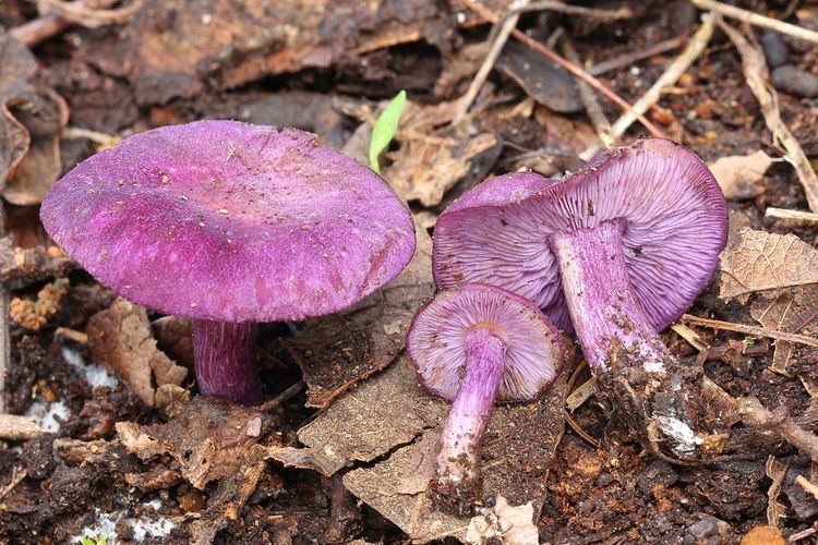 Tricholosporum tropicale