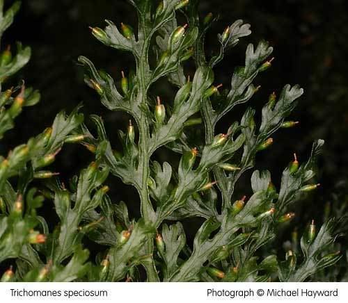Trichomanes speciosum Ferns in Britain and Ireland Trichomanes speciosum Killarney Fern