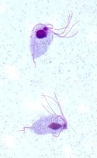 Trichomonas gallinae httpscommonswikivetnetimagesthumb11bTric