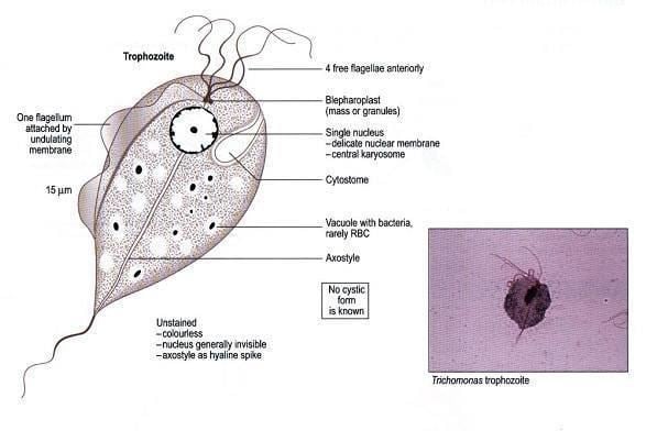 Different parts of trichomonase trophozoite
