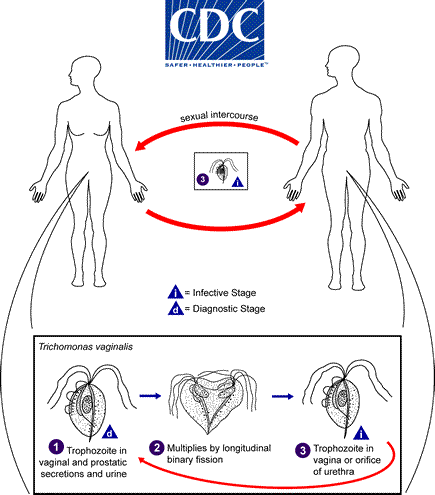 Life cycle of Trichomonas vaginalis