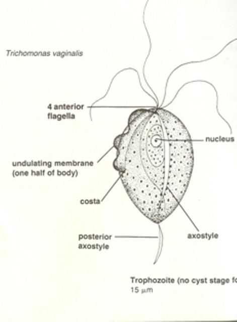 Different parts of Trichomonas vaginalis