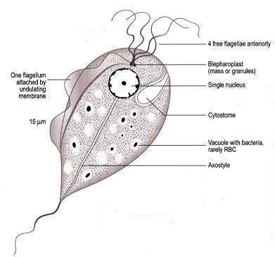 Different parts of Trichomonas vaginalis trophozoite