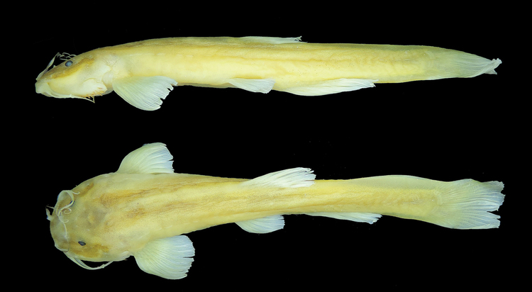 Trichomycteridae Spontaneous behavior of basal Copionodontinae cave catfishes from
