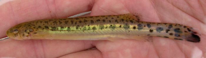 Trichomycteridae ACSI TransContinental Expedition Peru Fish