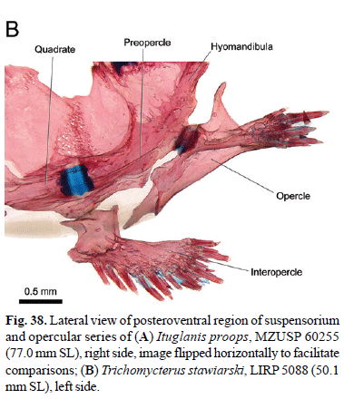 Trichomycteridae Dorsolateral head muscles of the catfish families Nematogenyidae and