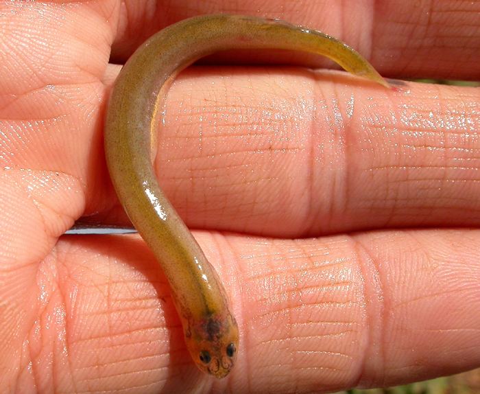 Trichomycteridae ACSI TransContinental Expedition Peru Fish