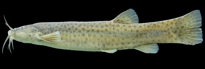 Trichomycterus ACSI TransContinental Expedition Peru Fish