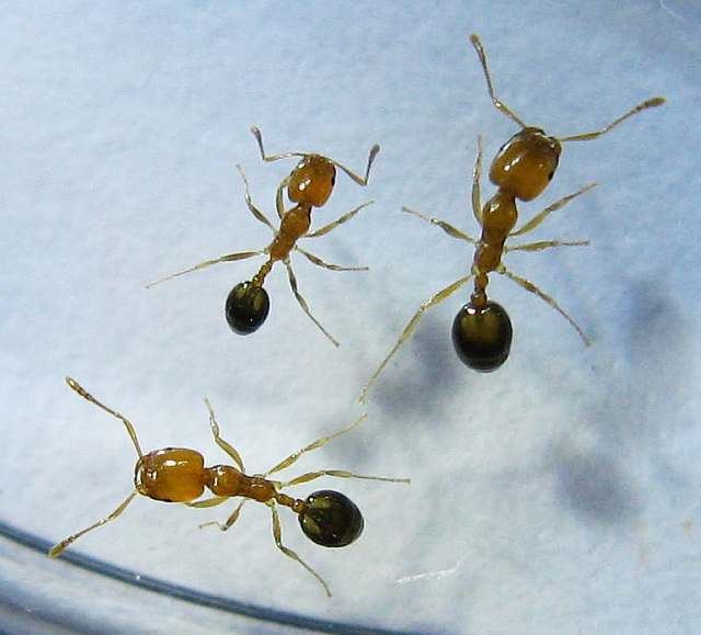 Trichomyrmex destructor Photos and Info on Ants and Termites of Malaysia Trichomyrmex