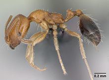 Trichomyrmex destructor httpsuploadwikimediaorgwikipediacommonsthu