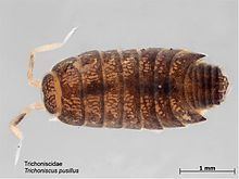 Trichoniscus pusillus httpsuploadwikimediaorgwikipediacommonsthu