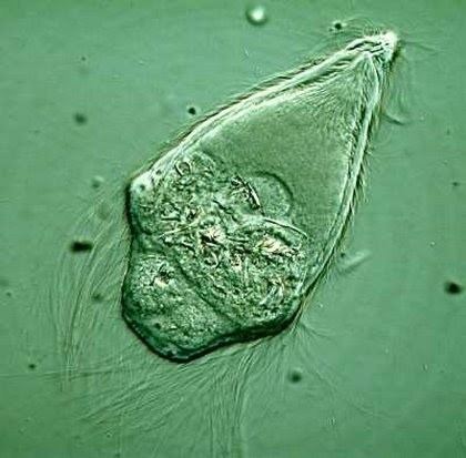 Trichonympha protozoa rhowey