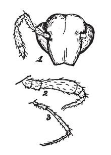 Trichopetalum whitei httpsuploadwikimediaorgwikipediacommonsthu