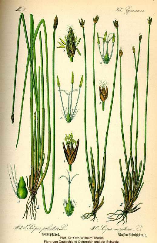 Trichophorum Online Virtual Flora of Wisconsin Trichophorum cespitosum
