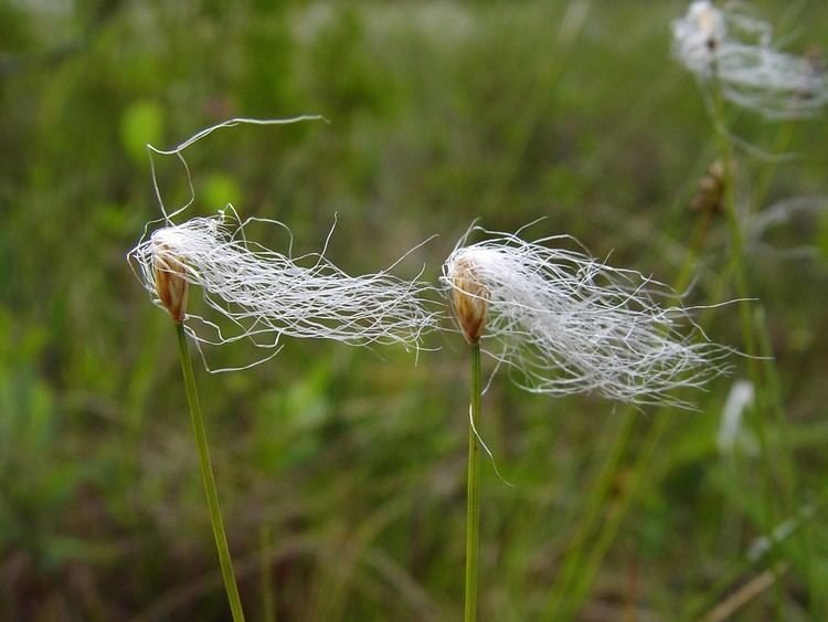 Trichophorum alpinum Trichophorum alpinum alpine bulrush alpine clubsedge Go Botany