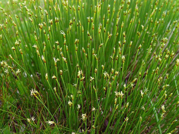 Trichophorum Trichophorum cespitosum tufted clubsedge Go Botany