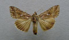 Trichoplusia httpsuploadwikimediaorgwikipediacommonsthu