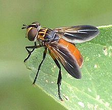 Trichopoda pennipes httpsuploadwikimediaorgwikipediacommonsthu