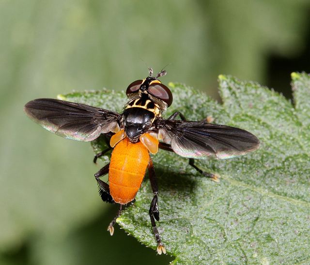 Trichopoda pennipes Just the fly for your pumpkin patch Insects in the City