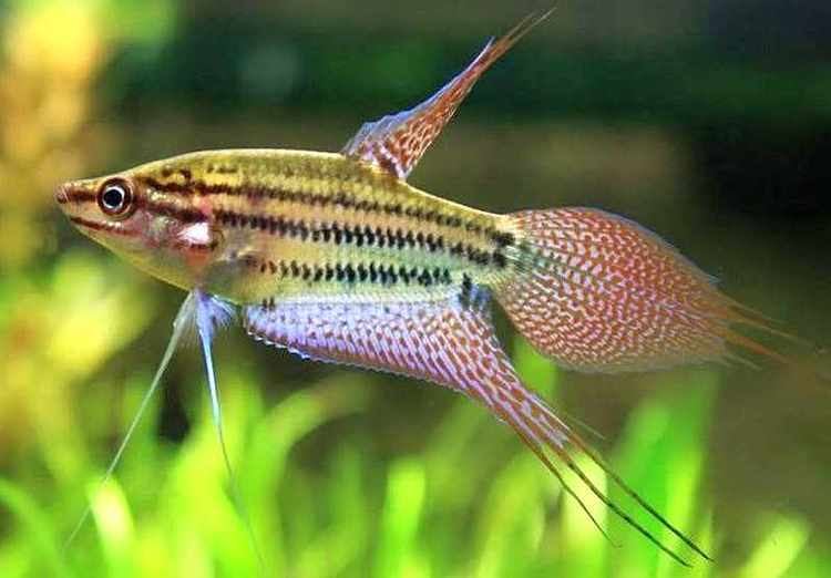 Trichopsis Tropical Fish Keeping Gourami Tropical Fish Keeping