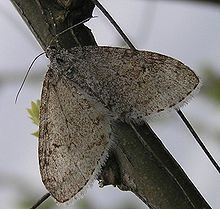 Trichopteryx carpinata httpsuploadwikimediaorgwikipediacommonsthu