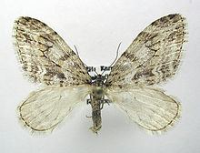 Trichopteryx polycommata httpsuploadwikimediaorgwikipediacommonsthu