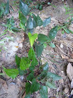 Trichopus zeylanicus httpsuploadwikimediaorgwikipediacommonsthu